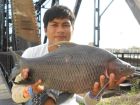 Black Carp