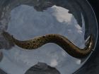 Zig-Zag Eel