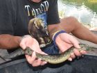 Zig-Zag Eel