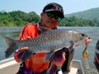 Thai Mahseer