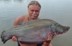 Giant Featherback