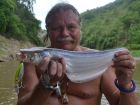 Whisker Sheatfish