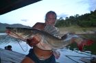 Thai Redtail Catfish