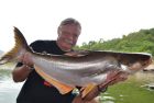 Big-Y Catfish