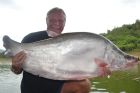 Giant Featherback