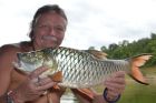 Hampala Barb