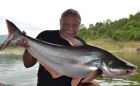 Striped Catfish