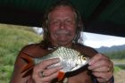 Tinfoil Barb