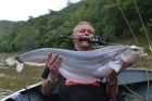 Whisker Sheatfish