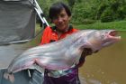 Whisker Sheatfish
