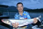 Whisker Sheatfish
