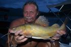 Yellow Catfish