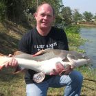 Amazon Redtail Catfish