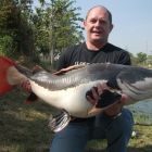 Amazon Redtail Catfish