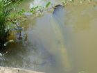 Emperor Snakehead and Arapaima