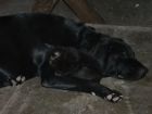 Lucky &amp; the Kitten