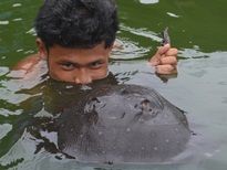 Thai Fish Species - Motoro Stingray