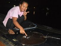 Thai Fish Species - Motoro Stingray