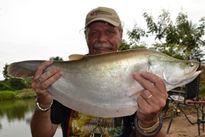 Thai Fish Species - Indochina Featherback