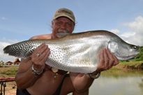 Thai Fish Species - Indochina Featherback