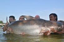 Mekong Catfish