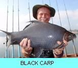 Khao Laem Dam Gallery - Black Carp