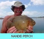 Khao Laem Dam Gallery - Nandid Tiger Perch