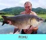 Khao Laem Dam Gallery - Rohu