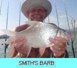 Khao Laem Dam Gallery - Smith's Barb