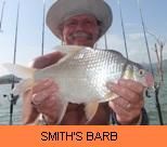 Thai Fish Species - Smith's Barb