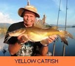 Thai Fish Species - Yellow Catfish