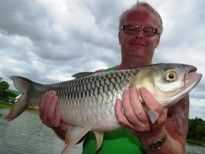 Thai Fish Species - Mad Barb
