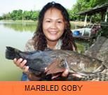 Thai Fish Species - Marbled Goby