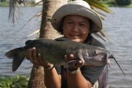 Thai Fish Species - Blue Channel Catfish
