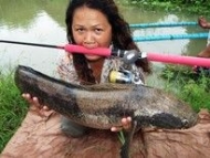 Thai Fish Species - Emperor Snakehead