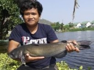 Thai Fish Species - Blue Channel Catfish