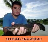 Thai Fish Species - Splendid Snakehead