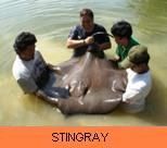 Thai Fish Species - Giant Freshwater Stingray