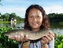 Thai Fish Species - Striped Snakehead