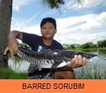 Photo Gallery - Barred Sorubim